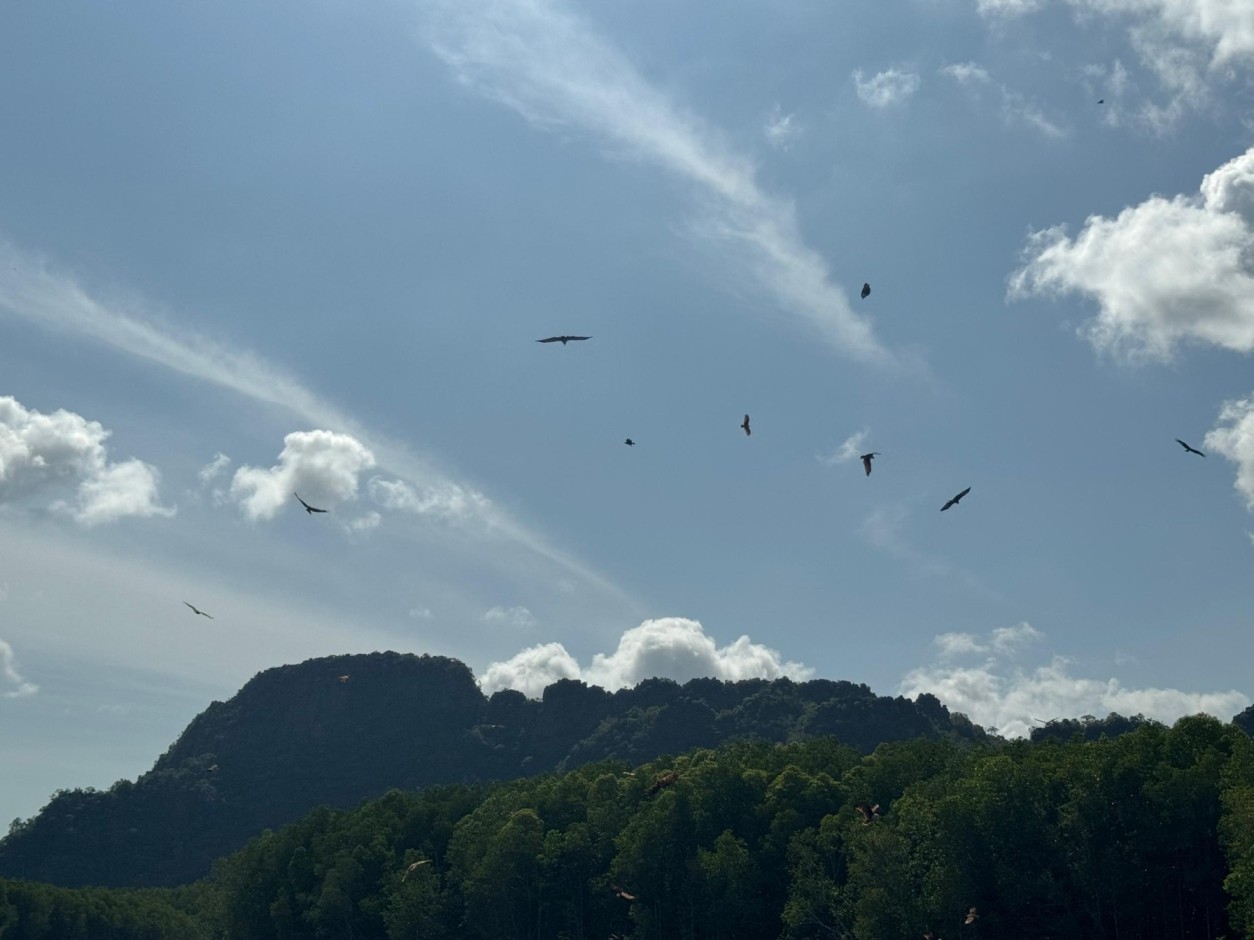 Private Mangrove Tour in Langkawi 4 Hours